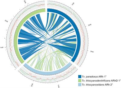 Comparative Genome Analysis of Three Thiocyanate Oxidizing Thioalkalivibrio Species Isolated from Soda Lakes